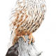 Merlin