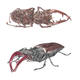 Stag Beetles | | 21 x 30cm | Colour Pencil Stag Beetles