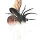 Atlas Beetle | | 30 x 21cm | Watercolour Atlas Beetle