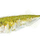Ten-Spined Stickleback | | 30 x 21cm | Alkyd on Board Ten-Spined Stickleback