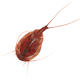 Tadpole Shrimp | | 30 x 21cm | Alkyds on Board Tadpole Shrimp