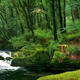 Woodland | | 60 x 25cm | Alkyds on Board Woodland