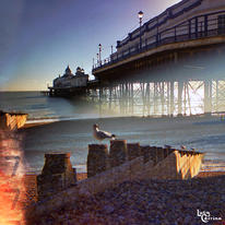 Seagull No 7