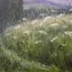 June Grass | (sold) | | June Grass