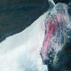 White Horse: Two | (sold) | 51 x 41cm | Oil on Canvas White Horse: Two