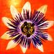 Passion Flower | £40 | 30 x 30cm | Acrylic on wood. Passion Flower