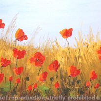 Natural Poppy Field2