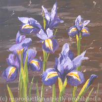 Irises Study