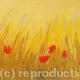 Gold Poppy Field