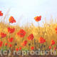 Natural Poppy Field2