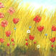 Poppy Field in the Sunlight