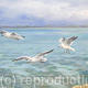 Seagull's Flight