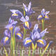 Irises Study
