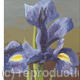 Irises Triptych