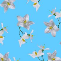 jasmine wrap