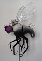 fly pic for web