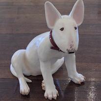 Bull-Terrier