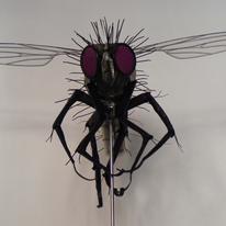 Fly Front Elevation
