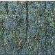 Wood Anenomes in the… | | 76 x 31cm | Acrylic on canvas Wood Anenomes in the…
