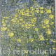 Marigolds of the Marsh | (sold) | 36 x 46cm | Acrylic on canvas Marigolds of the Marsh