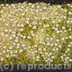 Off the Road - Wildflowers… | | 76 x 31cm | Acrylic on Canvas Off the Road - Wildflowers…