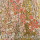 When Spring Blossoms