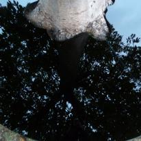 One Tree
