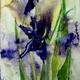 iris inspiration 1 