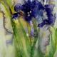 iris inspiration II