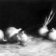 White Onions | £1000 | | Pastel on black paper White Onions
