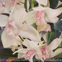 White Orchid at Noon