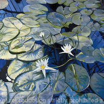 Blue Lily Pond