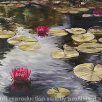 Pink Water Lilies