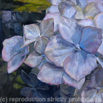 Blue Hydrangea, Evening