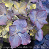 Blue Hydrangea, Morning