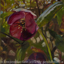 Hellebore