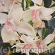White Orchid at Noon