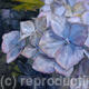 Blue Hydrangea, Evening
