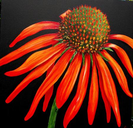 Echinacea or Cone Flower
