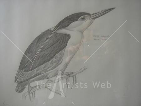 Black Crowned Heron