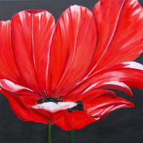 Poppies
