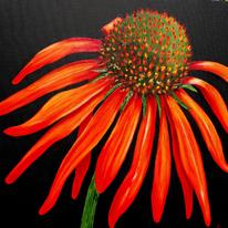 Echinacea or Cone Flower