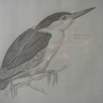 Black Crowned Heron