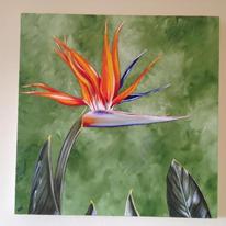 Bird of Paradise