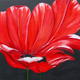 Poppies