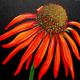 Echinacea or Cone Flower