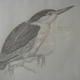 Black Crowned Heron