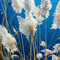 Reeds