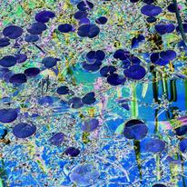 Blue Waterlilies