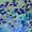 Blue Waterlilies
